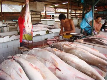 A pesca impulsiona a economia amapaense